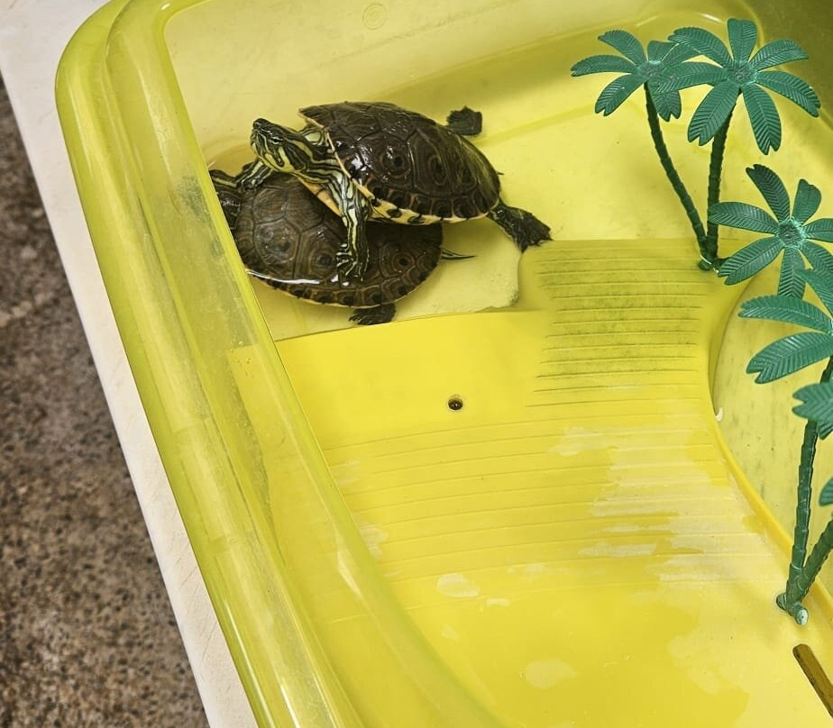 Anastasia Eleni主图