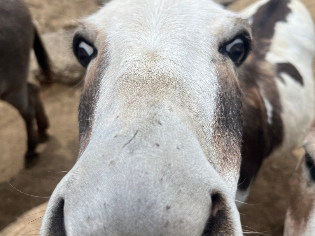 Weston Red Barn Farm-Weston必去景点