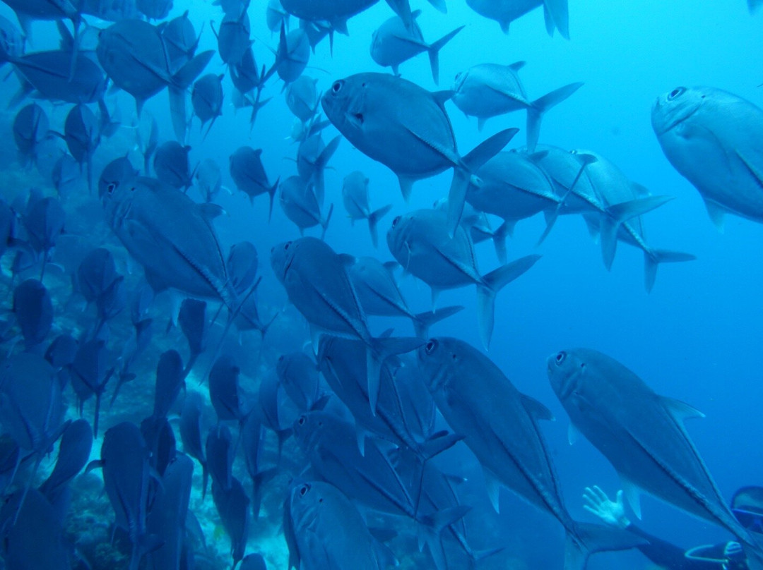 Scotty's Action Sports Network-Panglao必去景点