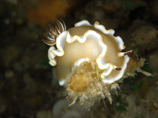 太平洋沿岸潜水有限公司-凯鲁瓦-柯纳必去景点