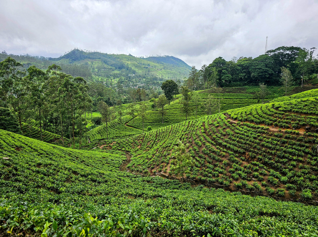 The Tea field’s-哈顿必去景点