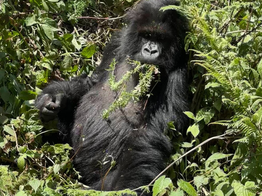 Uber Luxe Safaris-吉佳利必去景点