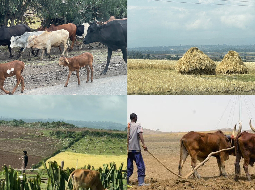 Bale Mountains Tours景点图片