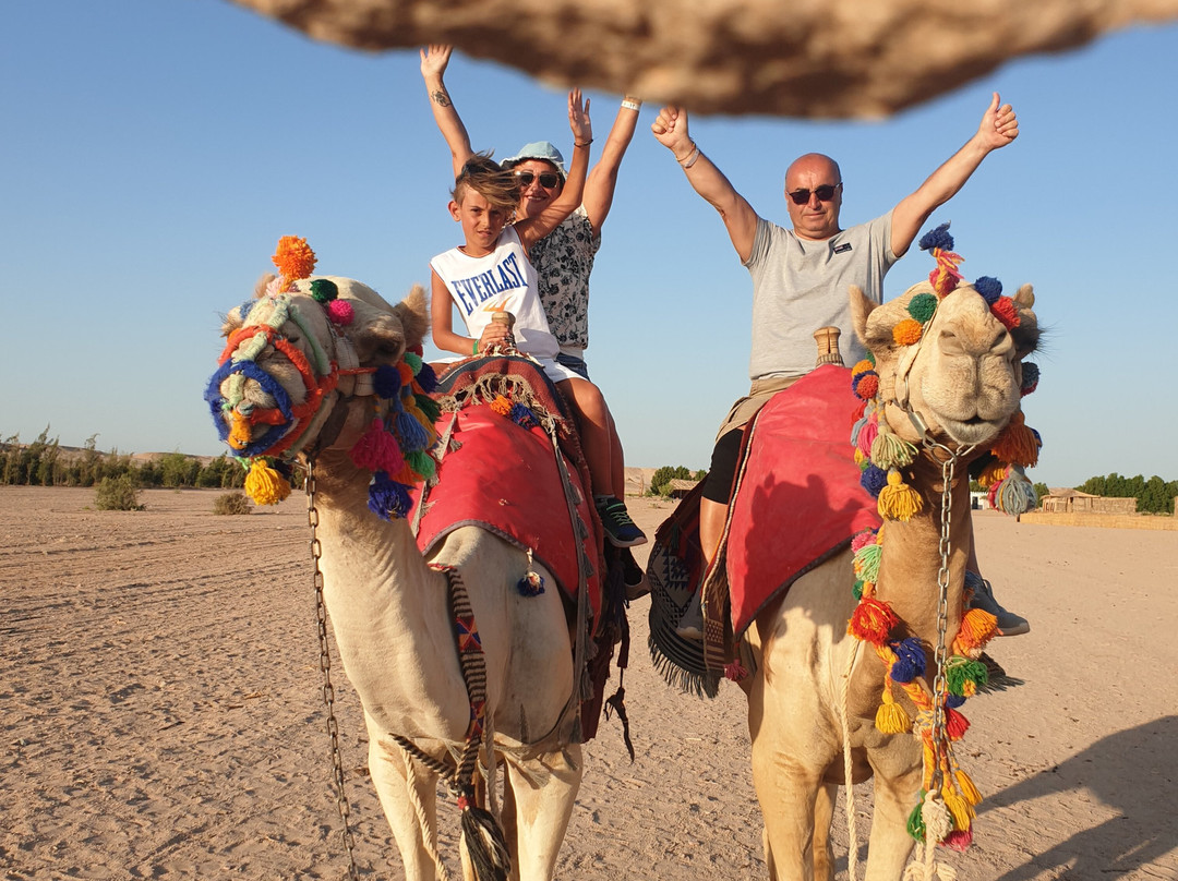 Scorpion Safari-赫尔格达必去景点