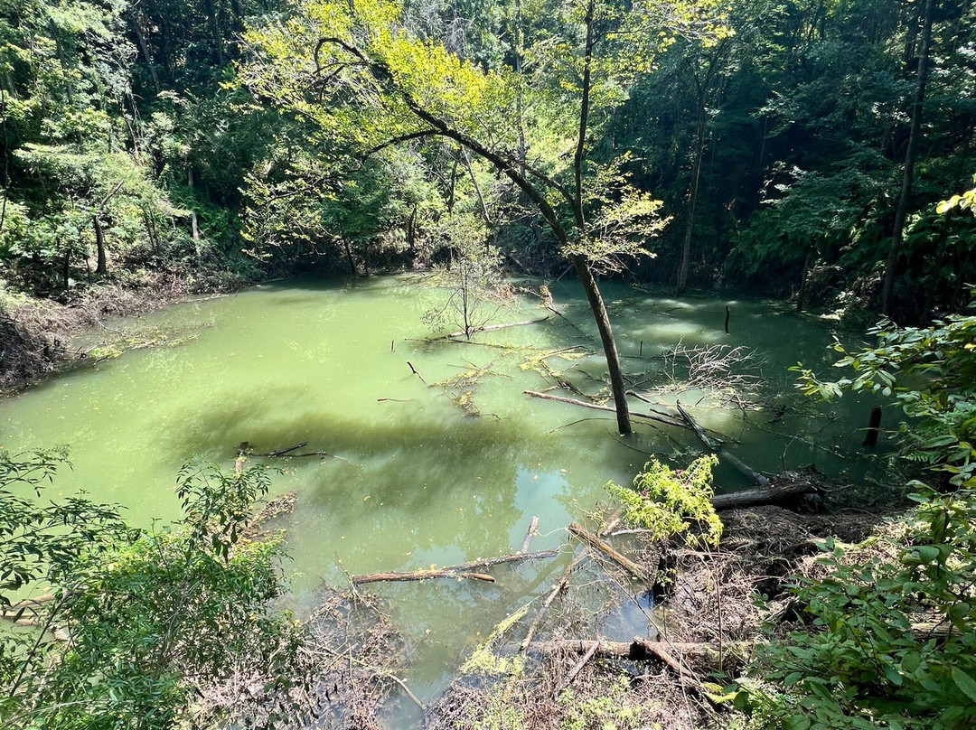 Devil's Millhopper Geological State Park-盖恩斯维尔必去景点