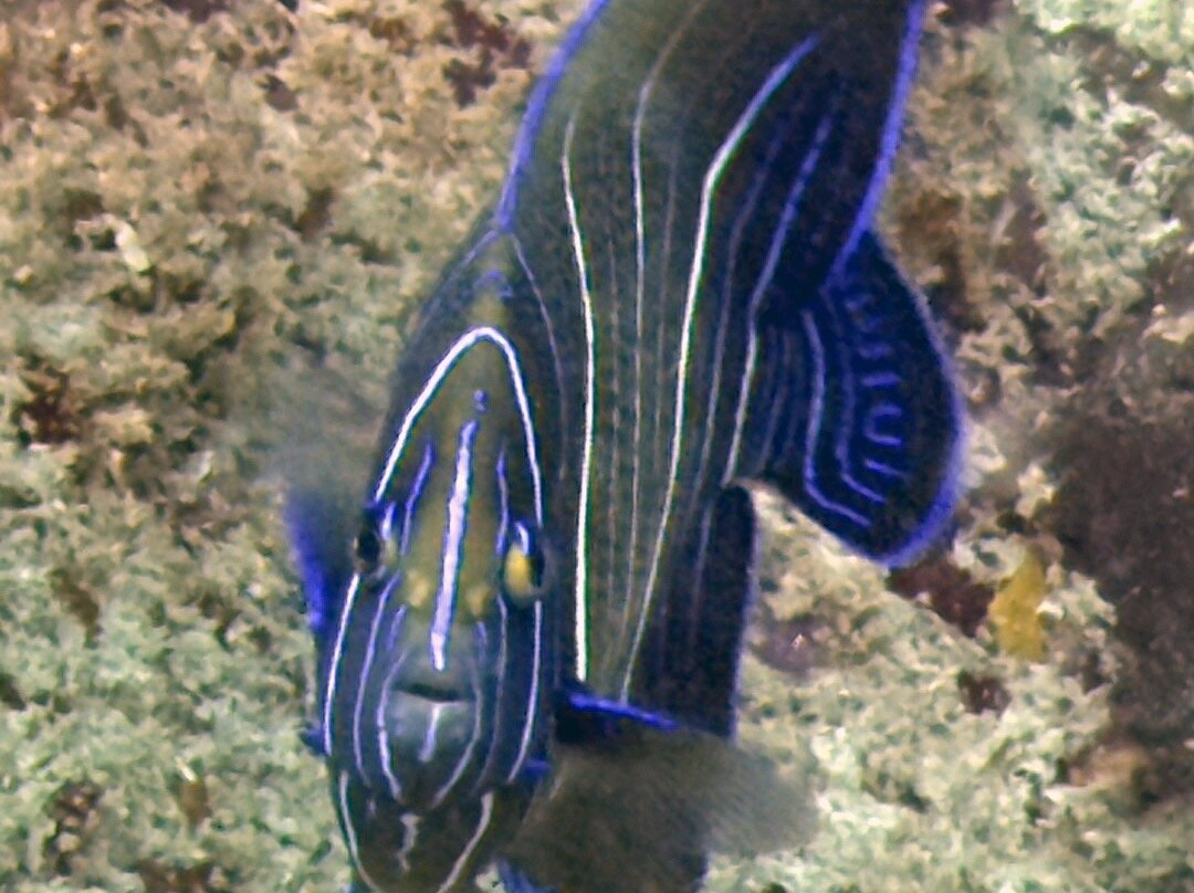 Trek Divers Seychelles景点图片