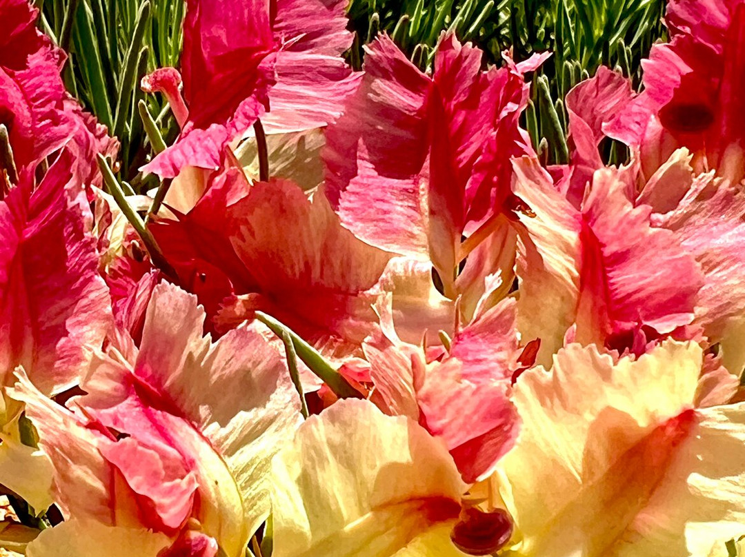 Inspirations Mullewa主图