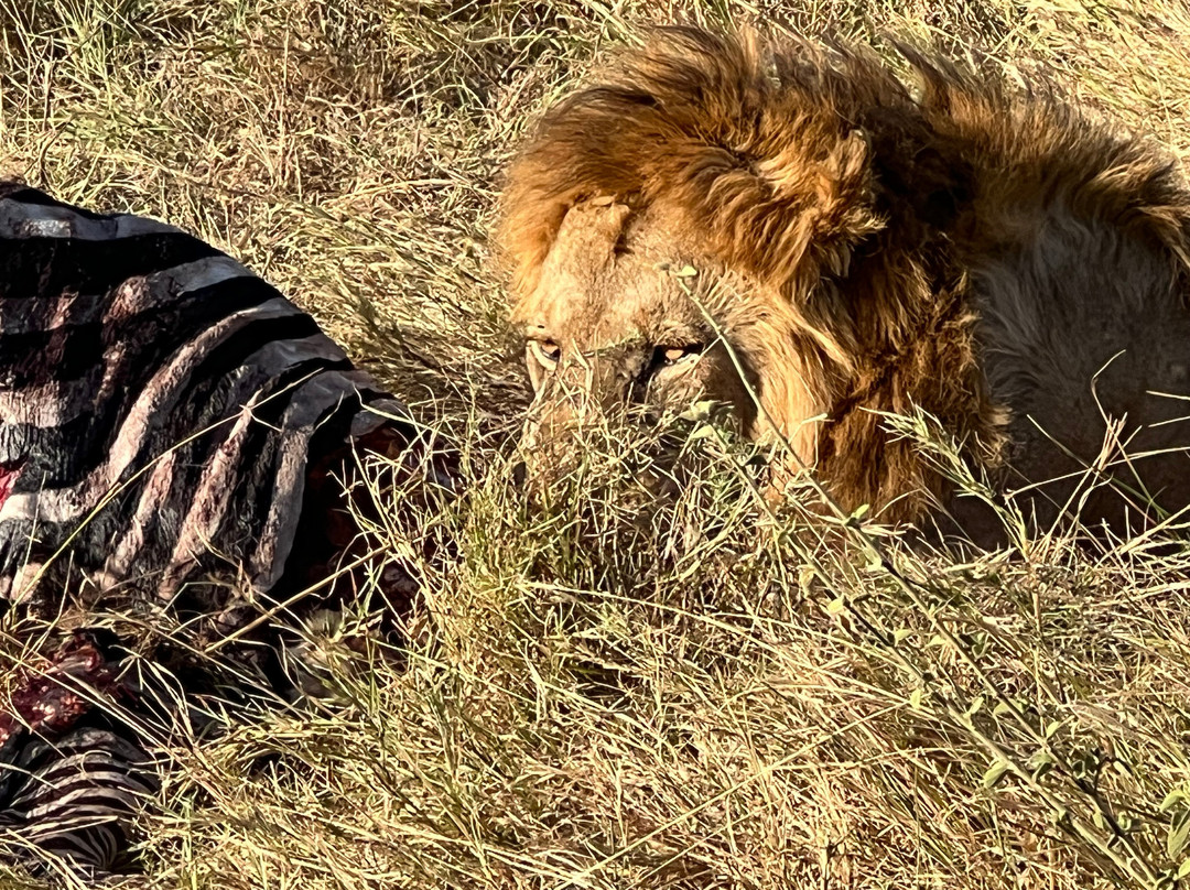 Serengeti National Park景点图片