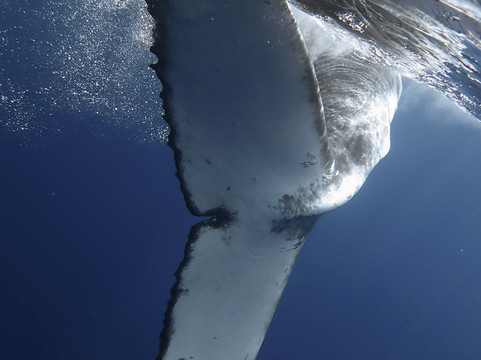 Tahiti Freediving-普纳奥亚必去景点