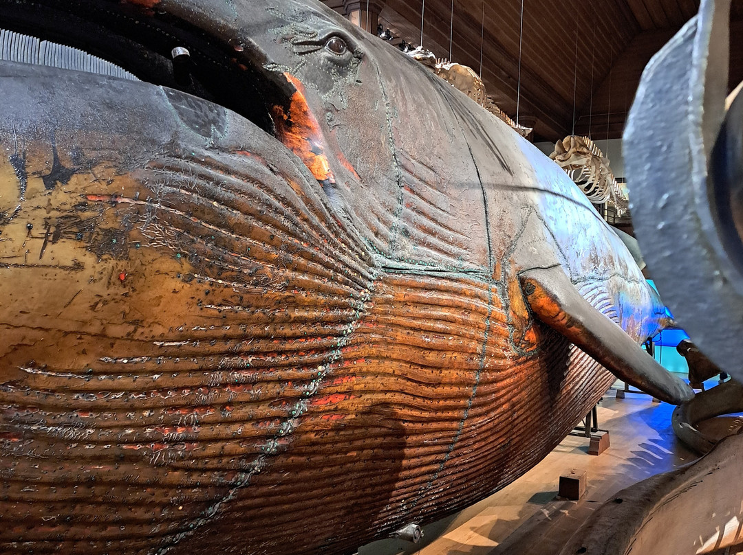 The Natural History Museum-哥德堡必去景点