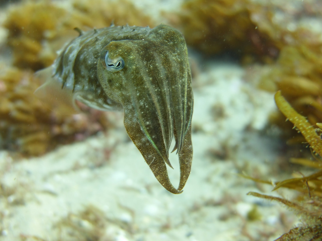 Rick's Dive School-希望岛必去景点