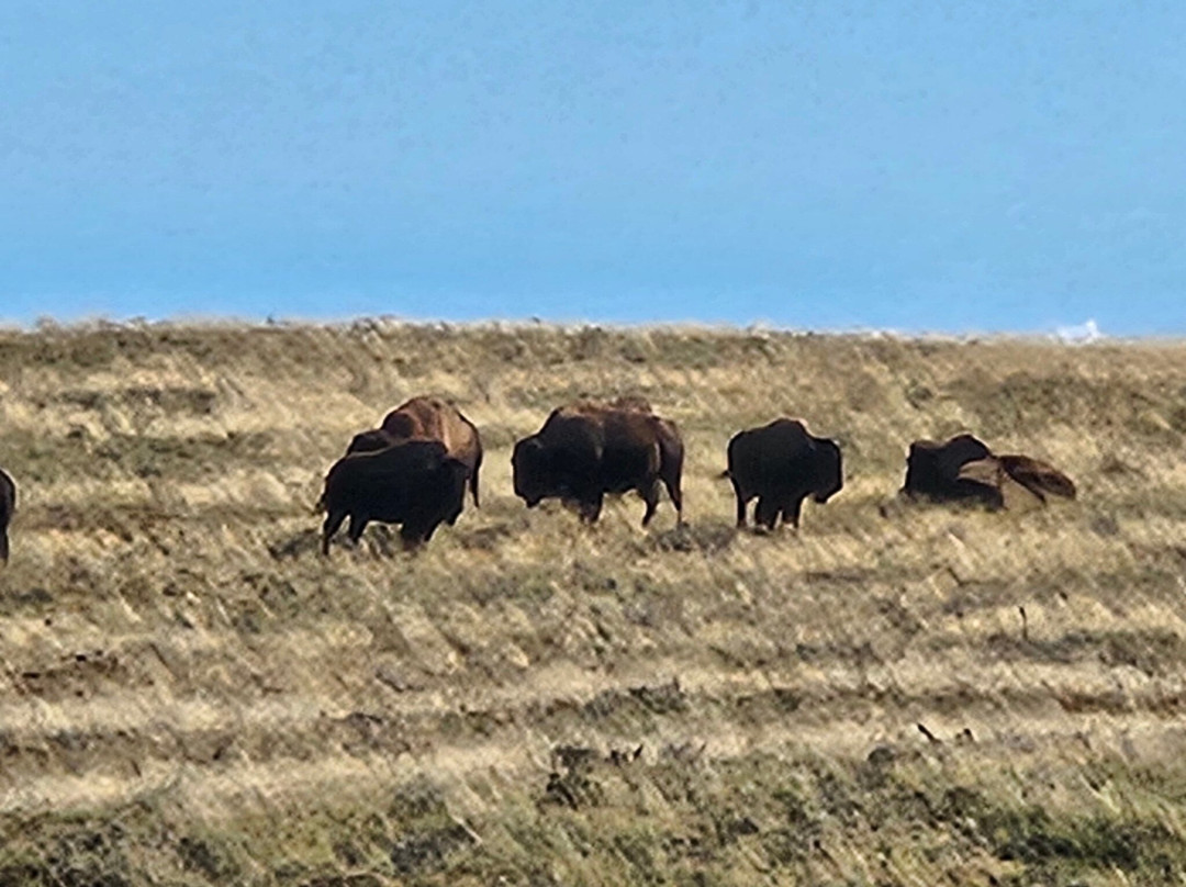 Bison Paddock Loop Road景点图片