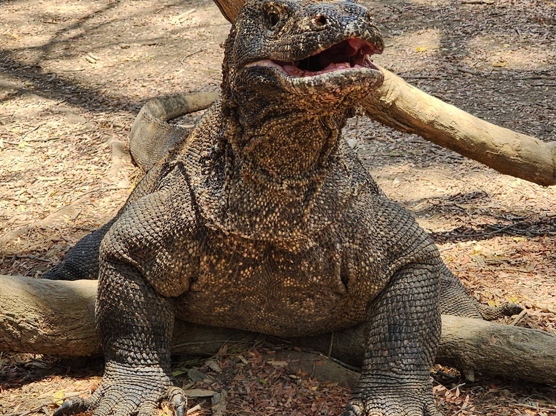 Jelajah Wisata Labuan Bajo-Labuan Bajo必去景点