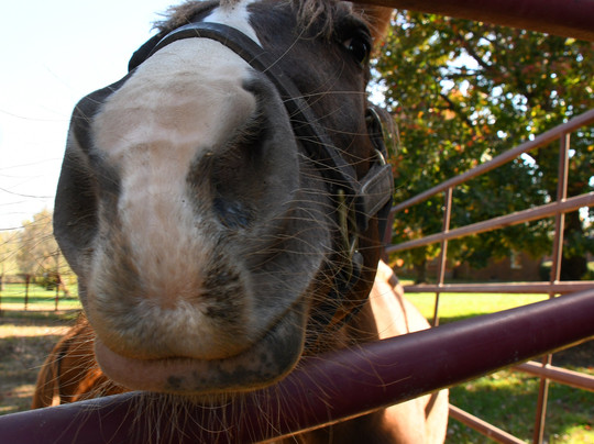 Horse Country-列克星敦必去景点