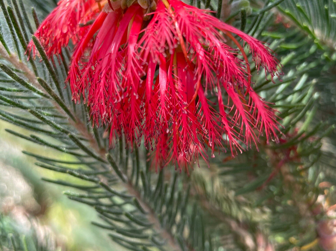 Briagolong Anzac Park-Briagolong必去景点