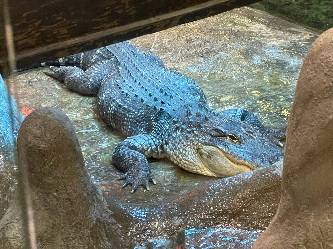 Bass Pro Shops Outdoor World-斯普林菲尔德必去景点