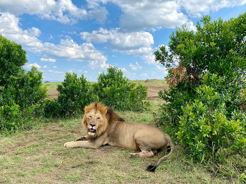 BUSH MOSAIC SAFARIS-内罗毕必去景点