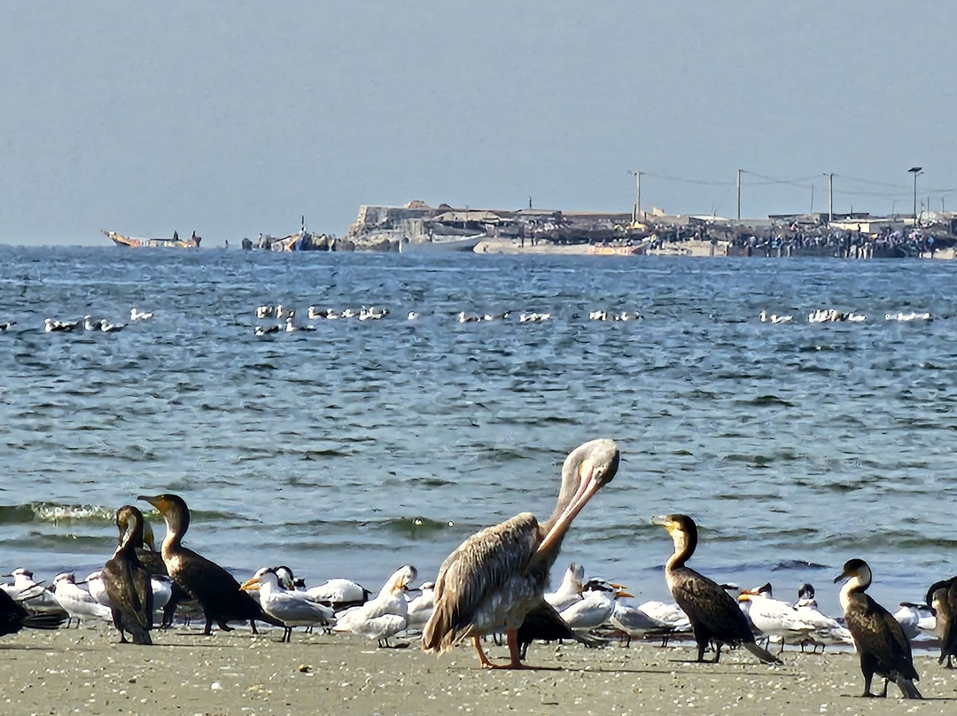 Parc National du Delta du Saloum景点图片