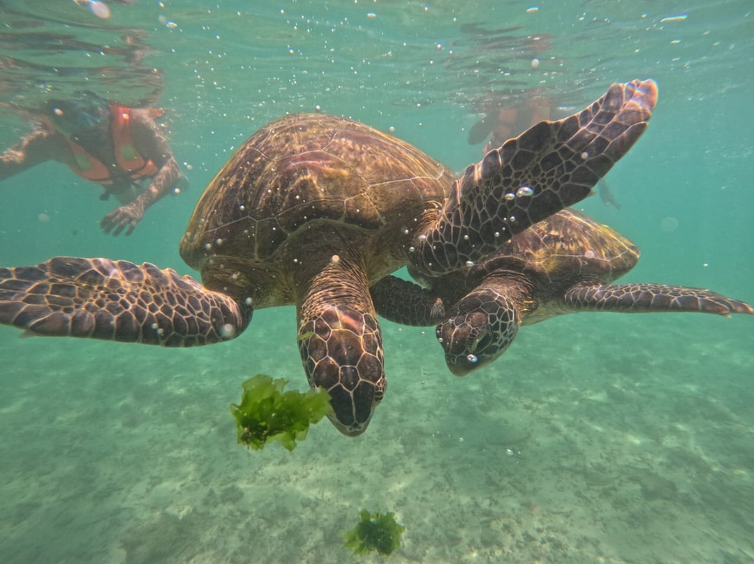 Mirissa Turtle Snorkeling Tours-美蕊沙必去景点
