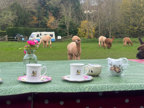 Chapel Ground Alpacas-Cleeve必去景点