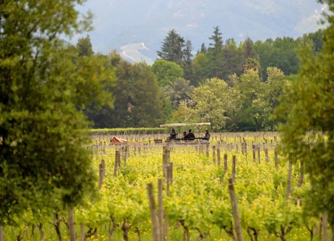 Queulat Expediciones-圣地亚哥必去景点