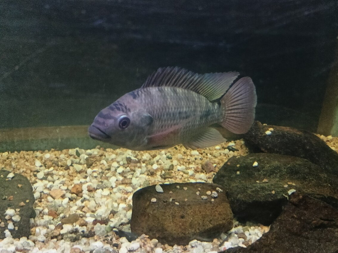 Kisumu museum-基苏木必去景点