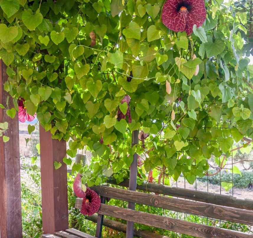 Laconi酒店住宿-Agriturismo Cuaddus E Tellas