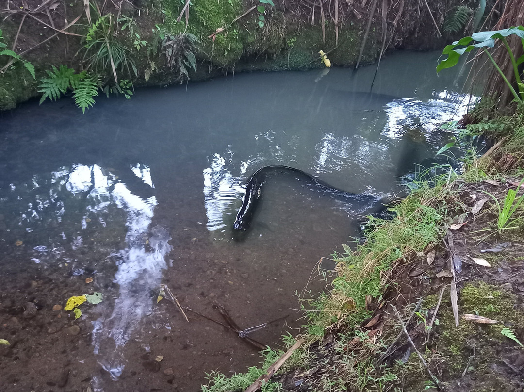 Auntie Dawns Place主图