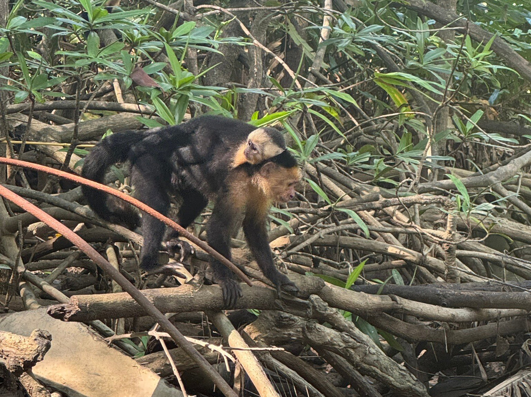 Monkey Mangrove Tour景点图片