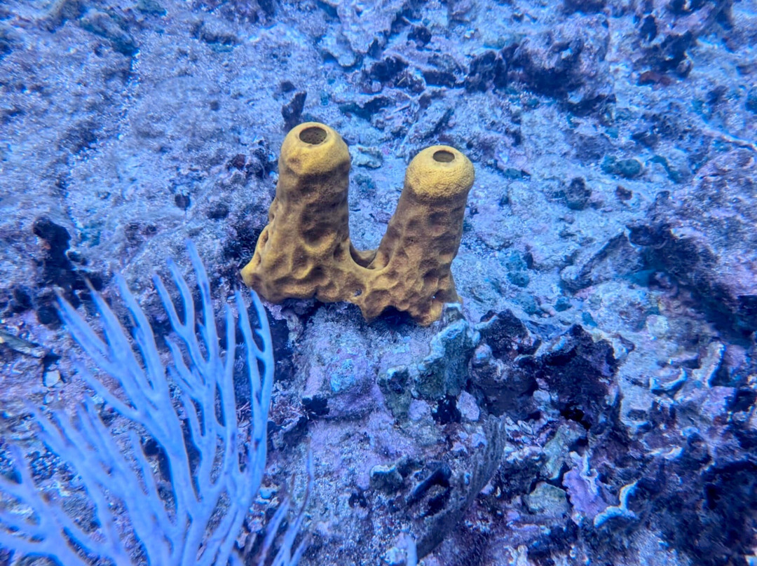 Eco Dive-St. George's必去景点