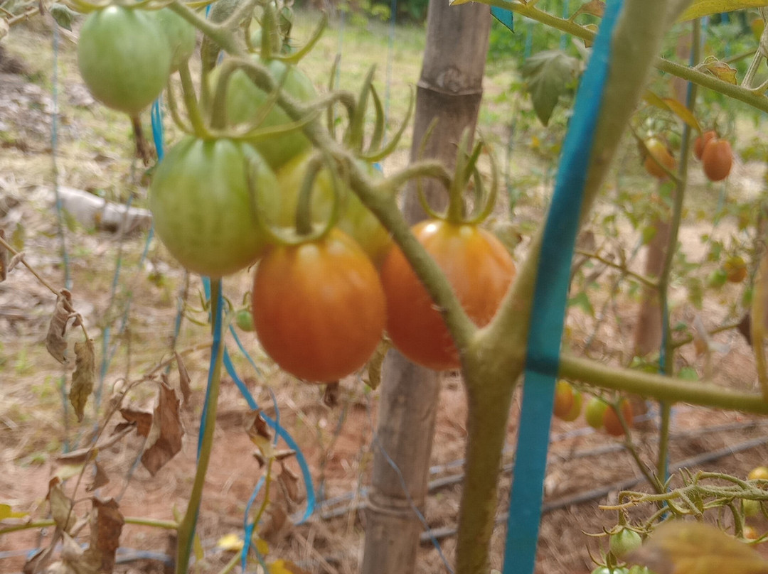 Queira Agroecologia-Espirito Santo Do Pinhal必去景点