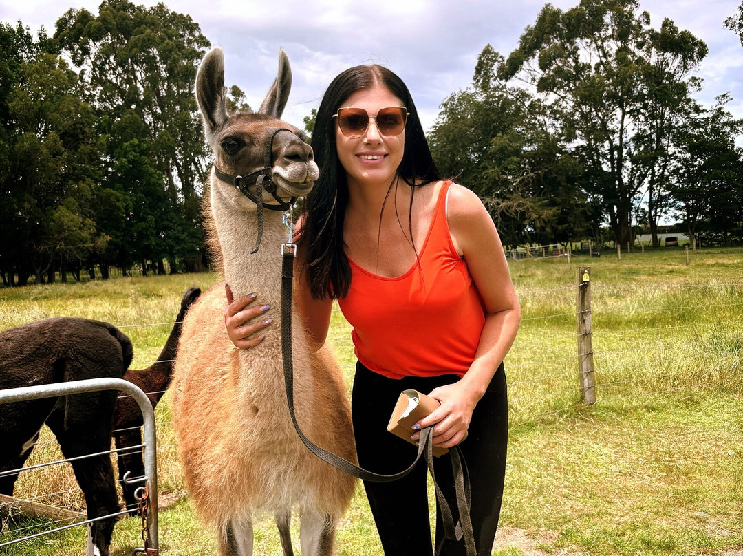 Cornerstone Alpaca Farm-戈登顿必去景点