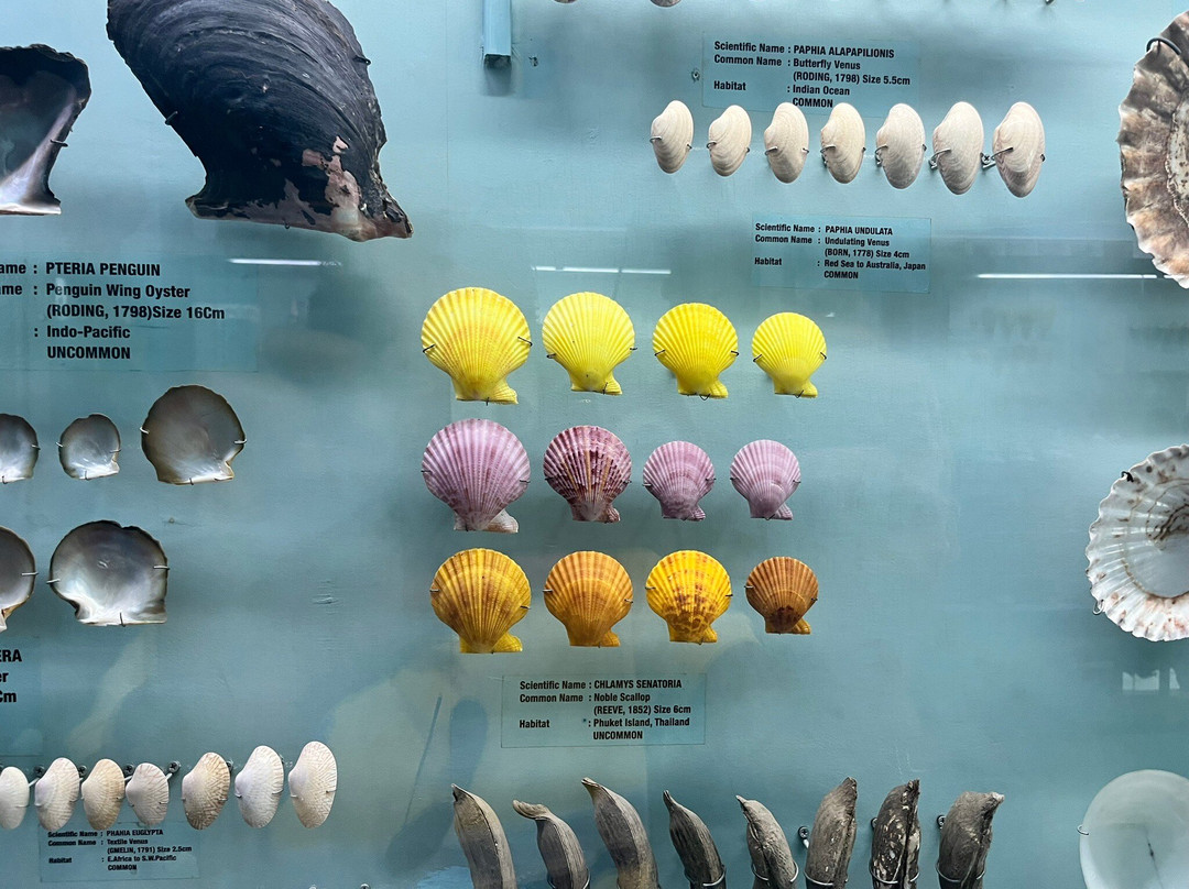 India Seashell Museum-玛玛拉普蓝必去景点