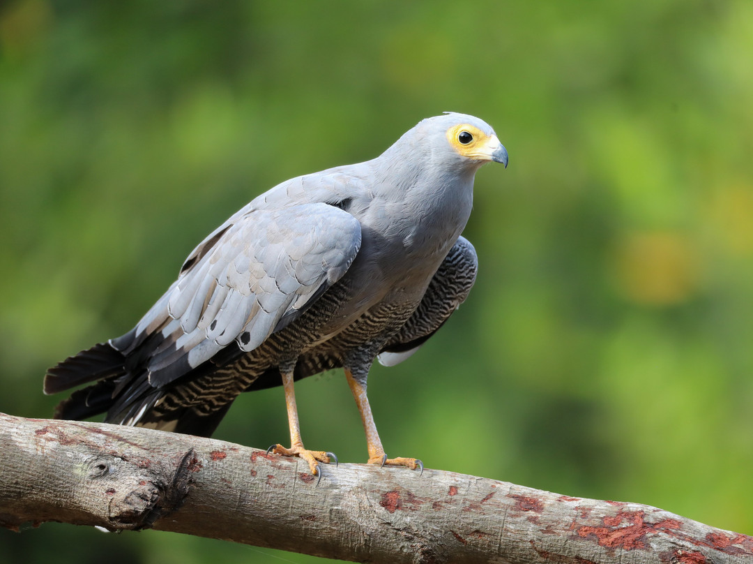 Senegambia Birding景点图片