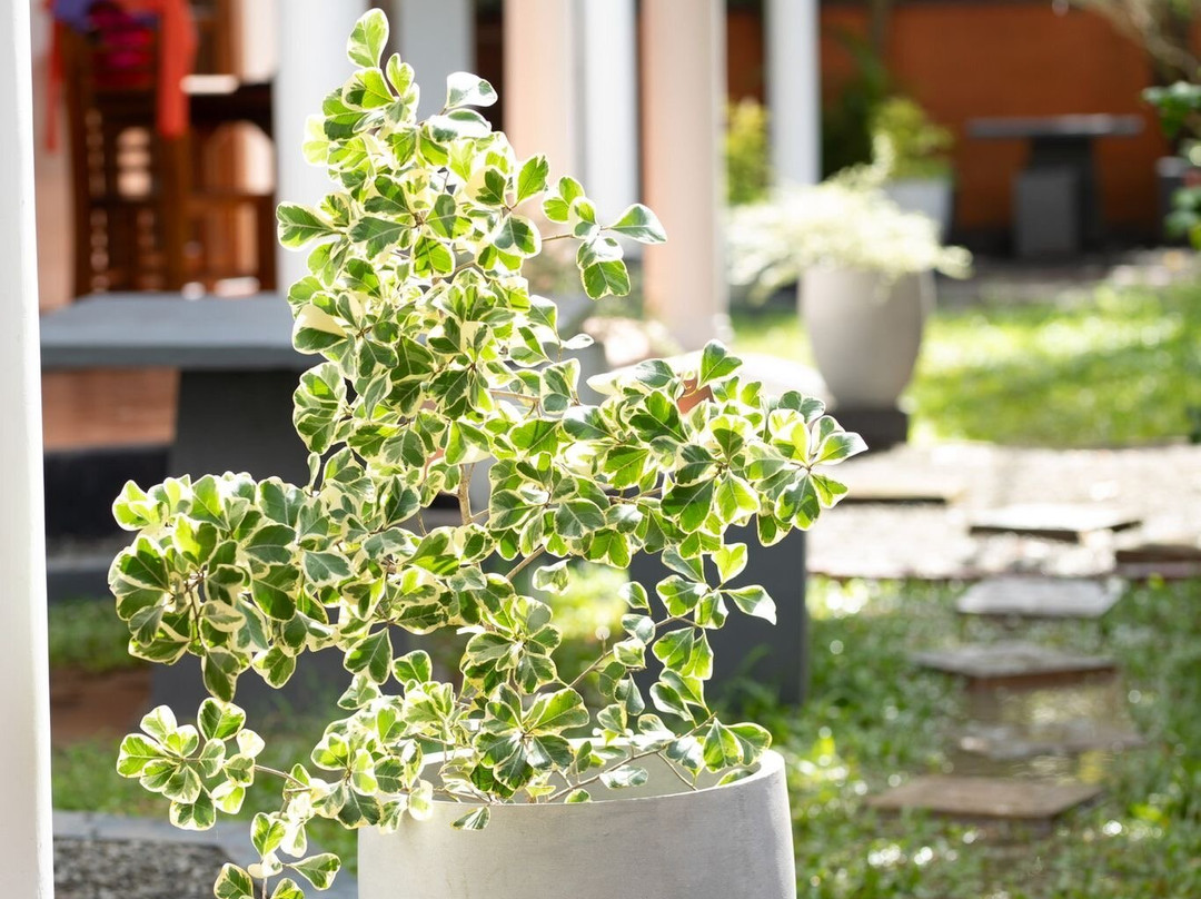 Rovenluck Eco Cabana主图