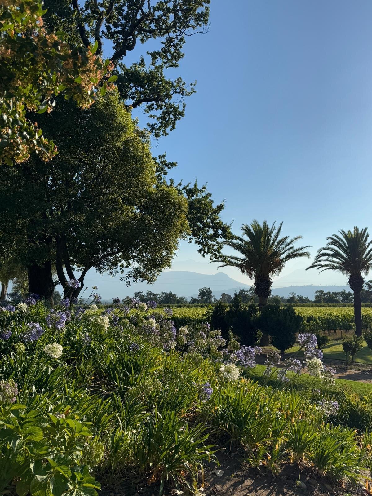 Allee Bleue Wine Estate-官方