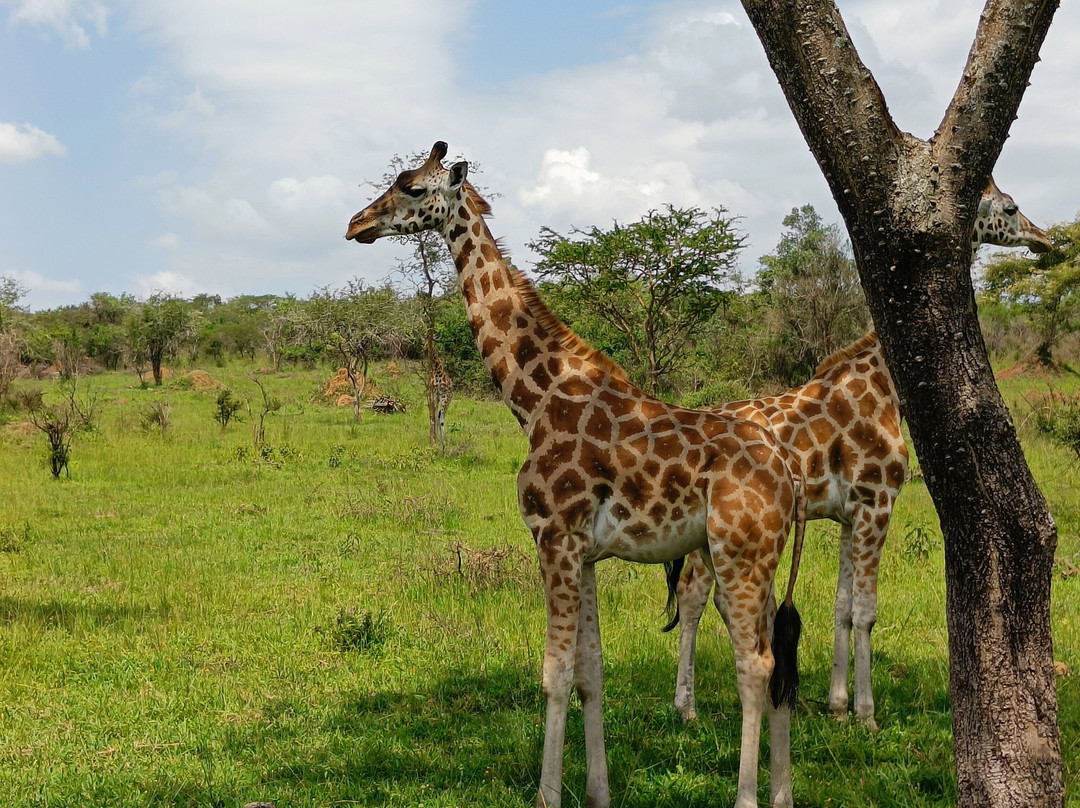 Bujo Safaris-Kasese必去景点