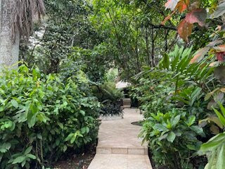 The Fiji Orchid主图