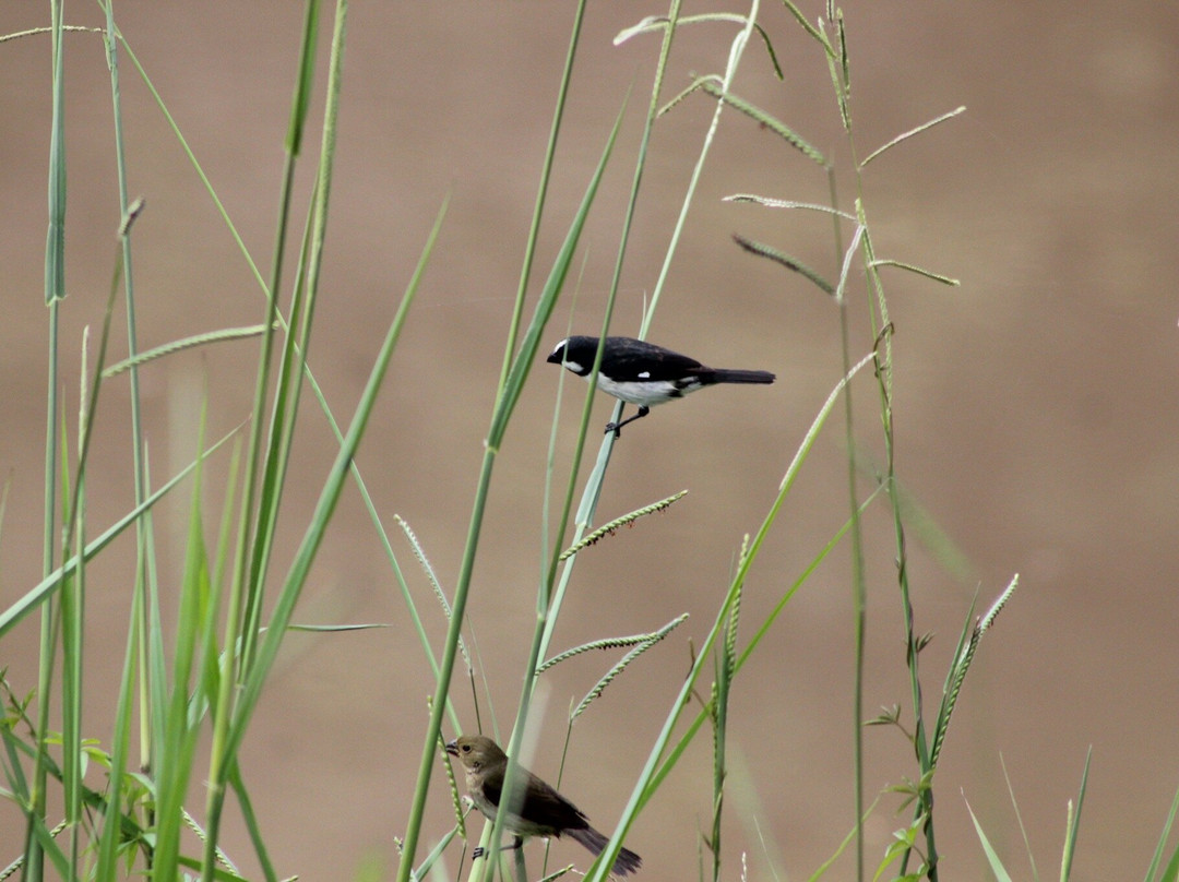 Parque Ecologico Da Pampulha-贝洛哈里桑塔必去景点