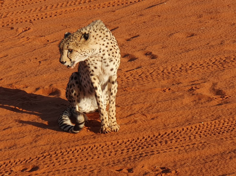 Elikya Safaris Tour-温德和克必去景点