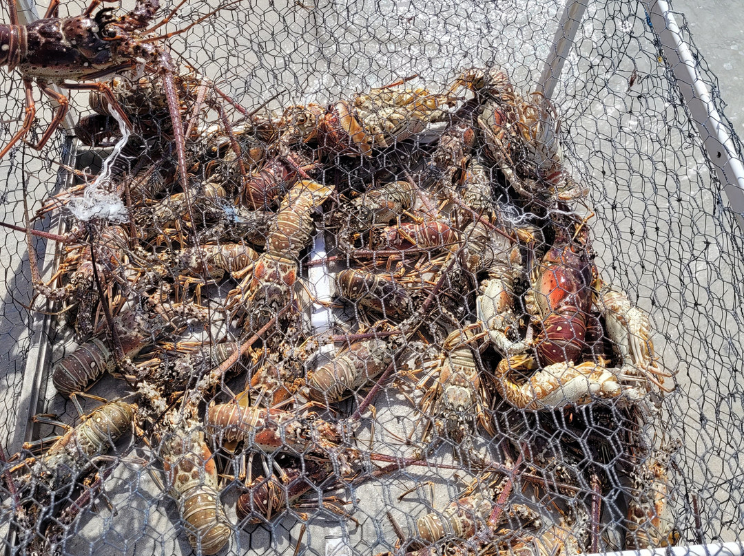 Lloyd Transport Service - Day Tours-Lucea必去景点