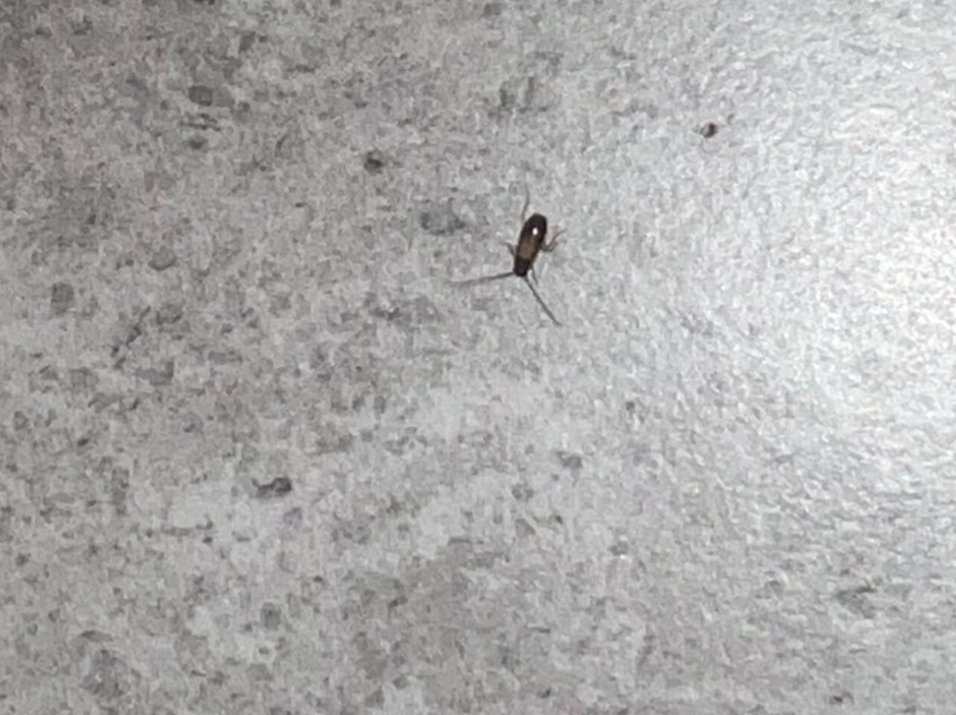 Cambria Hotel Orlando Airport主图