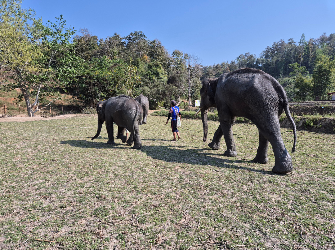 Temple of elephants-清迈必去景点