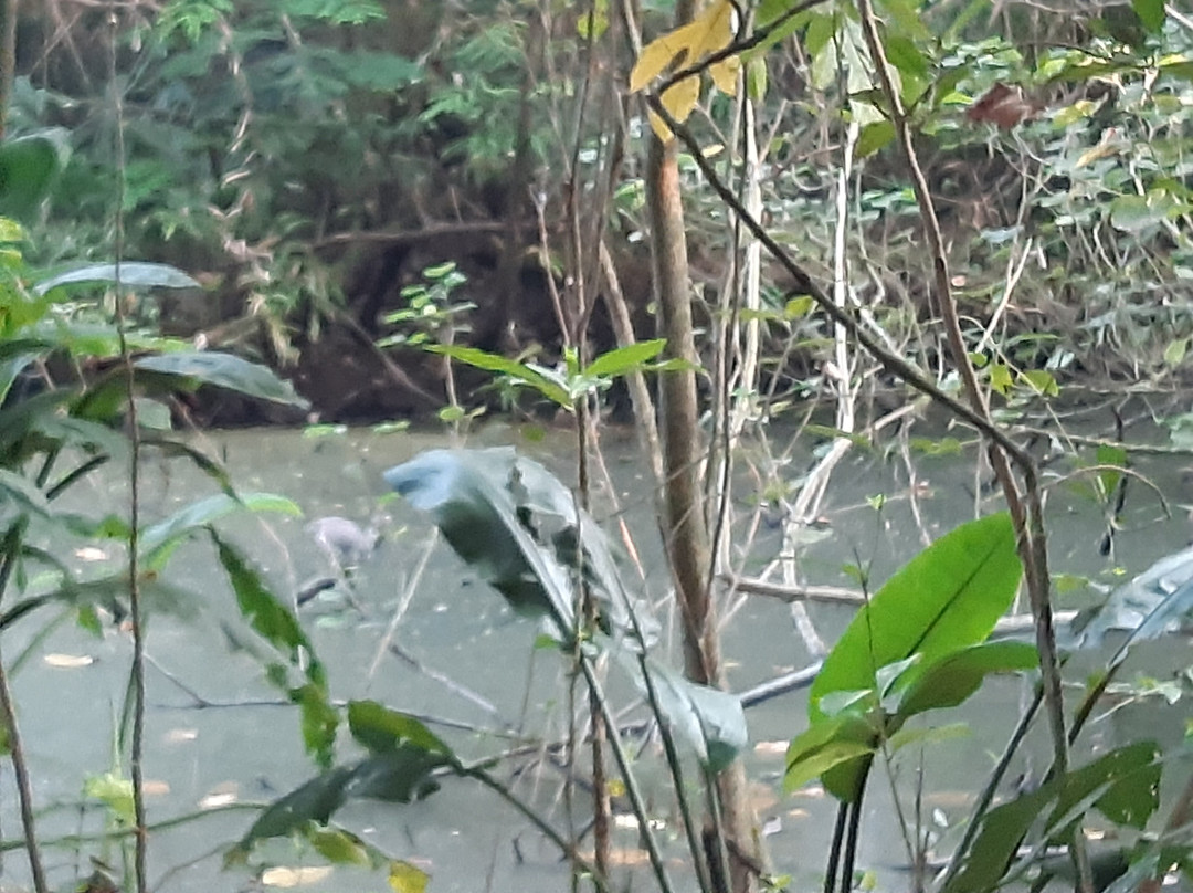 Kumarakom Bird Sanctuary景点图片