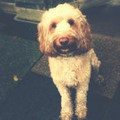 Ollieboo1