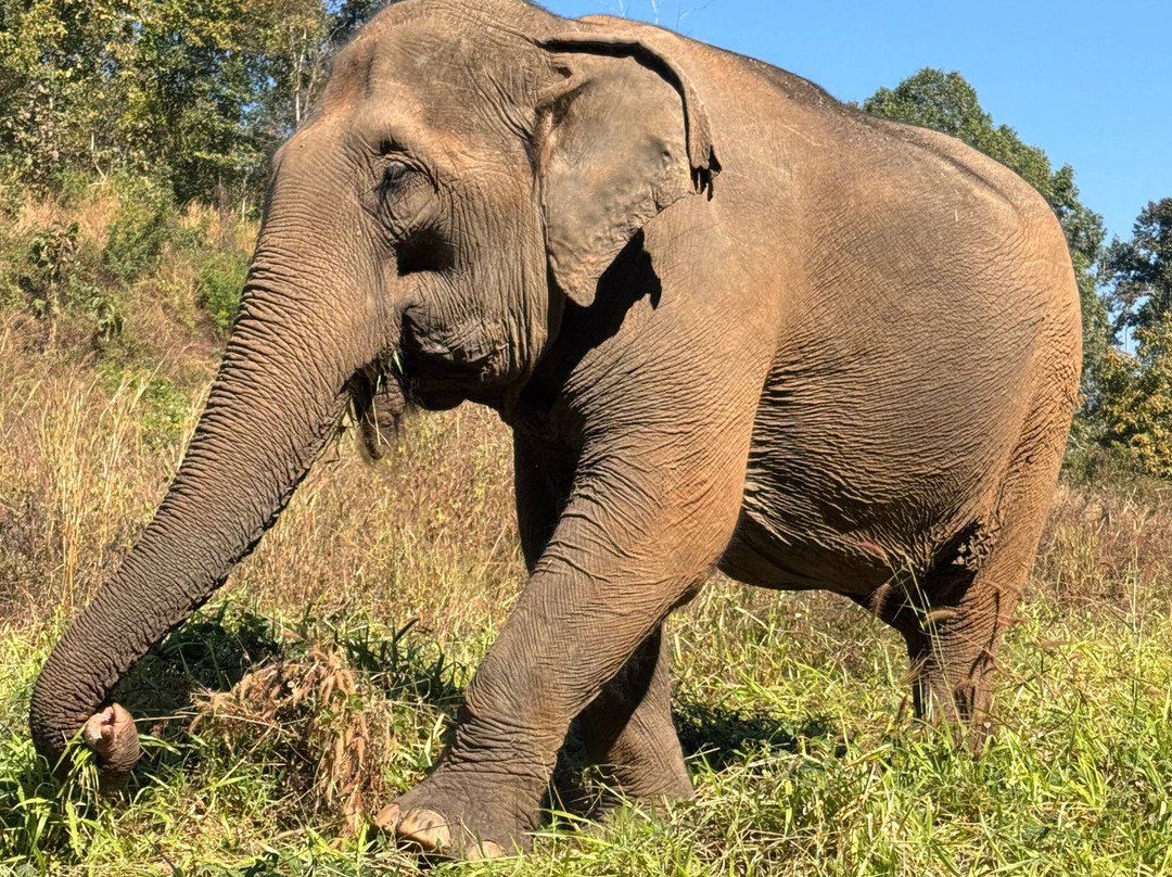 Bees - Burm And Emily's Elephant Sanctuary景点图片