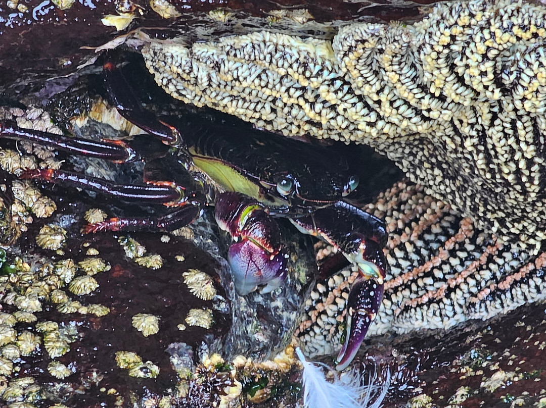 Zapallar Beach-萨帕亚尔必去景点