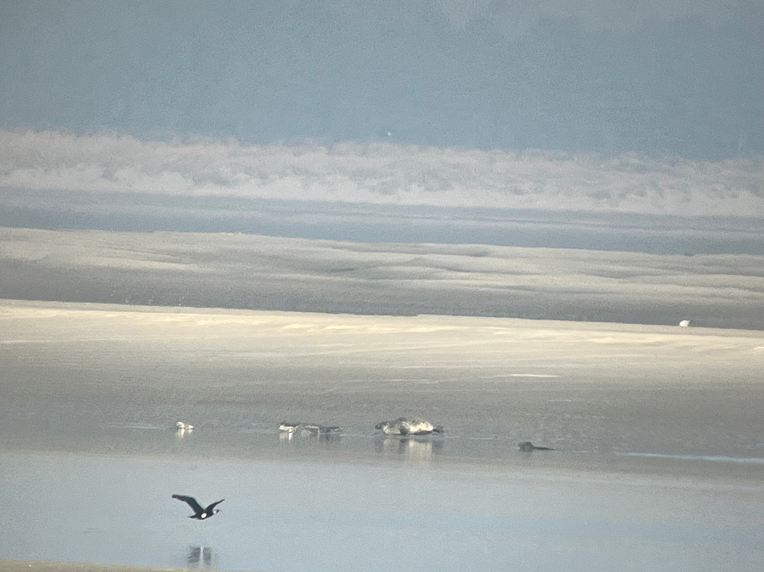 Passion Baie de Somme景点图片