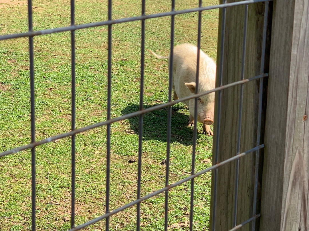 Noah's Ark Rehabilitation Center-Locust Grove必去景点