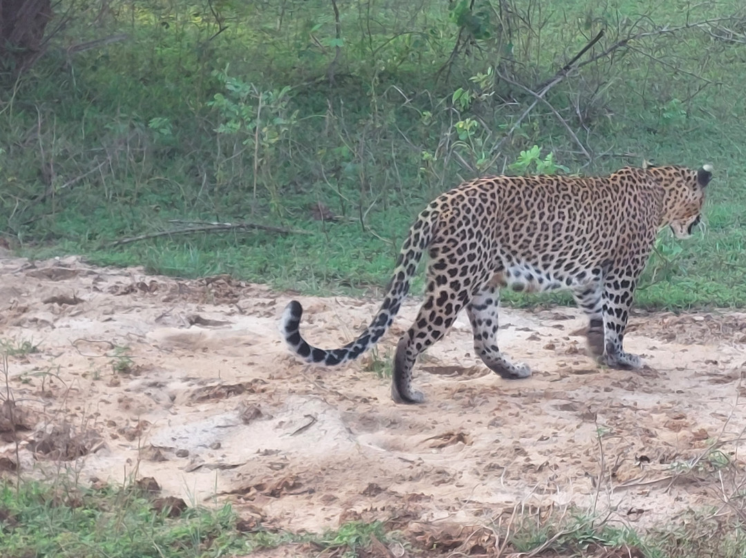 Majestic Safari Yala-蒂瑟默哈拉默必去景点